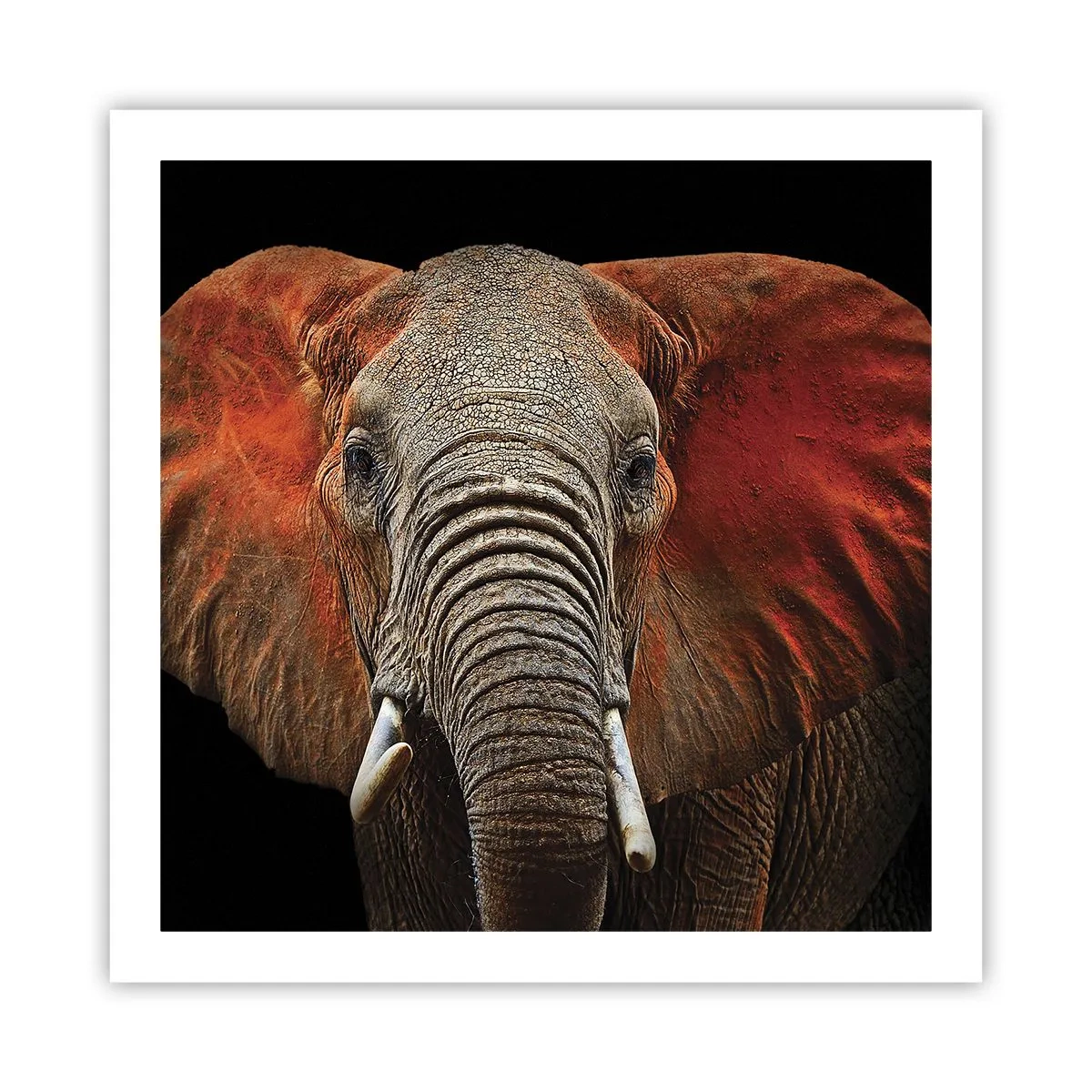 Affiche - Poster - Je suis sauvage, et toi? - 60x60 cm