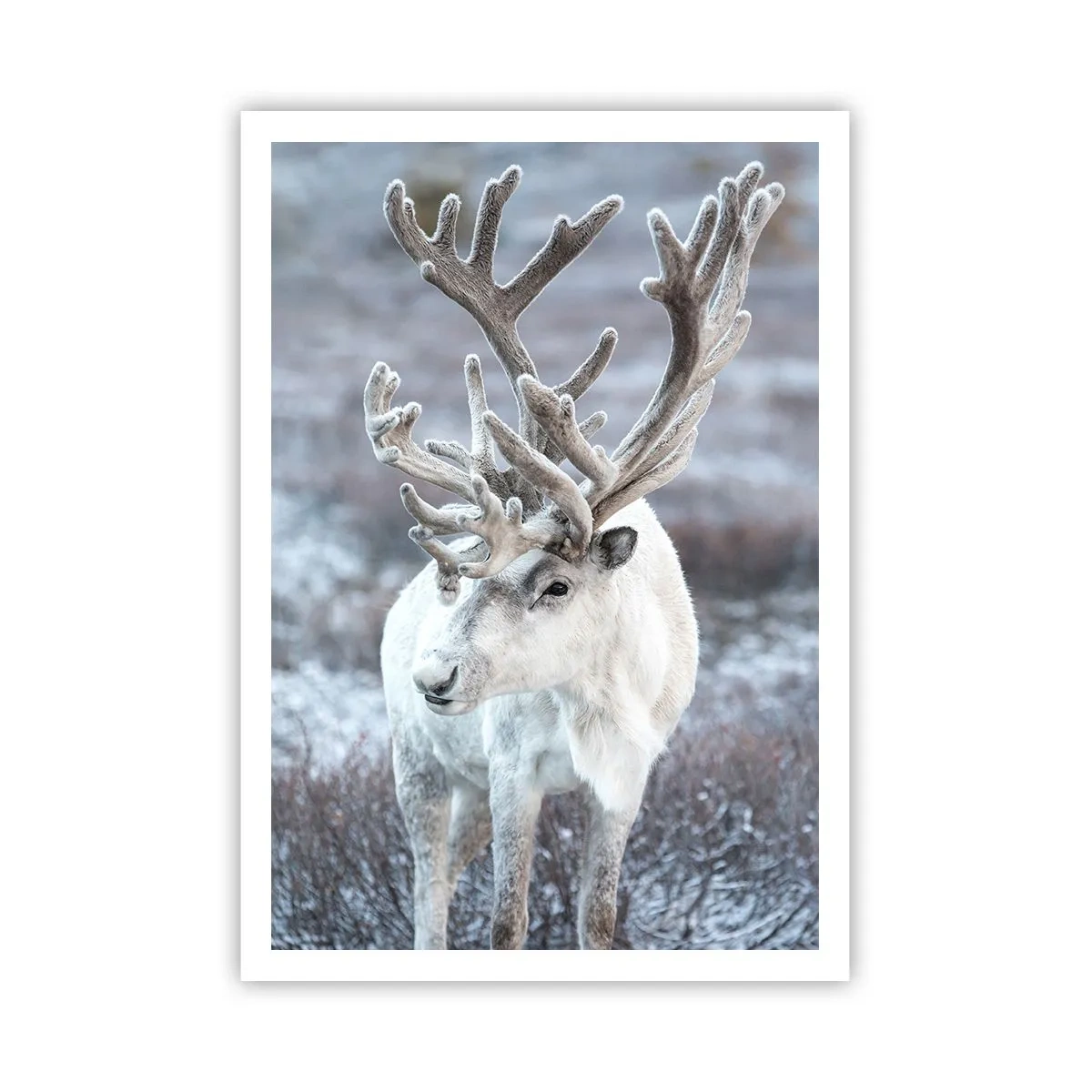 Affiche - Poster - Portrait au soleil - 70x100 cm