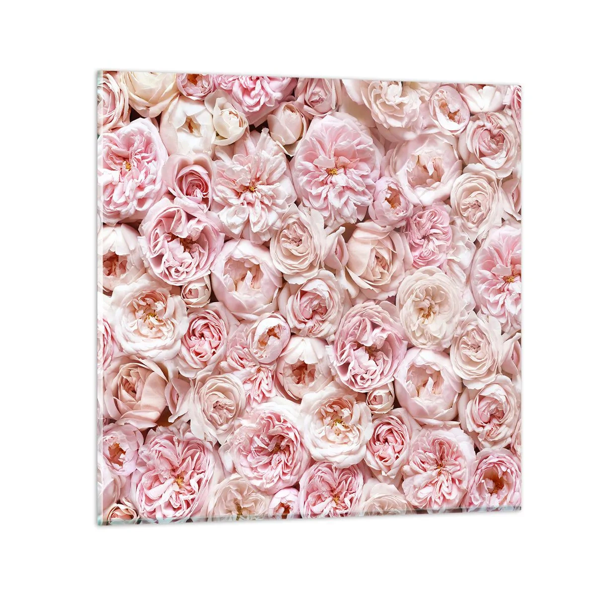 Impression sur verre - Image sur verre - Un lit de roses - 40x40 cm