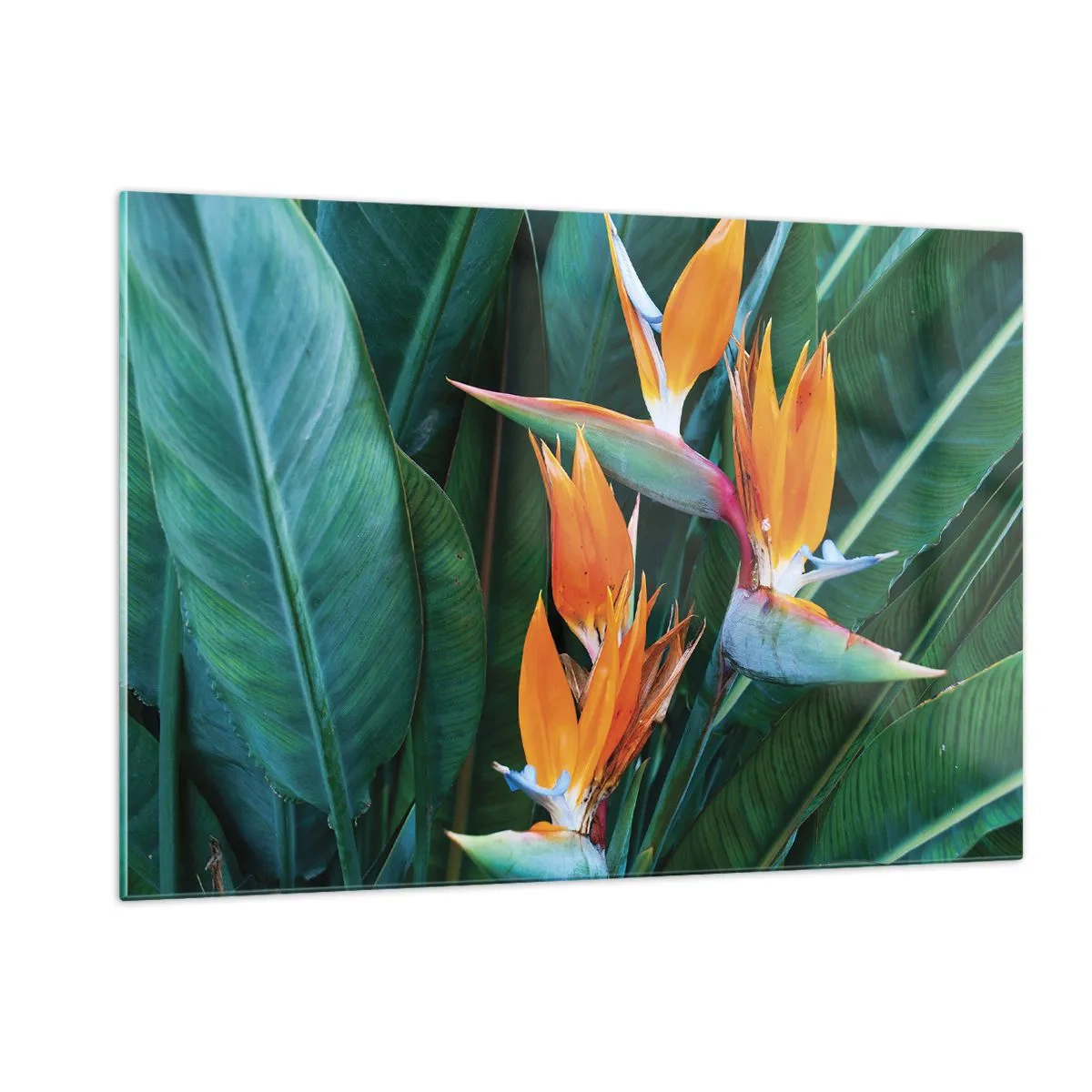 Impression sur verre - Image sur verre - Fleurs de strelitzia exotiques parmi de grandes feuilles vertes - 120x80cm - Est-ce une fleur, est-ce un oiseaux? - Décoration murale moderne pour le salon et la chambre ARTTOR