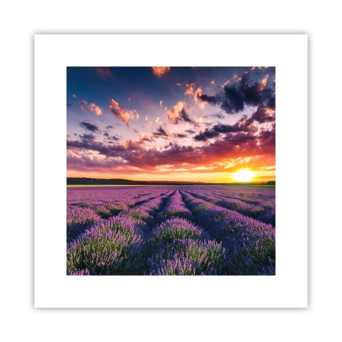 Affiche - Poster - Monde de lavande - 30x30 cm