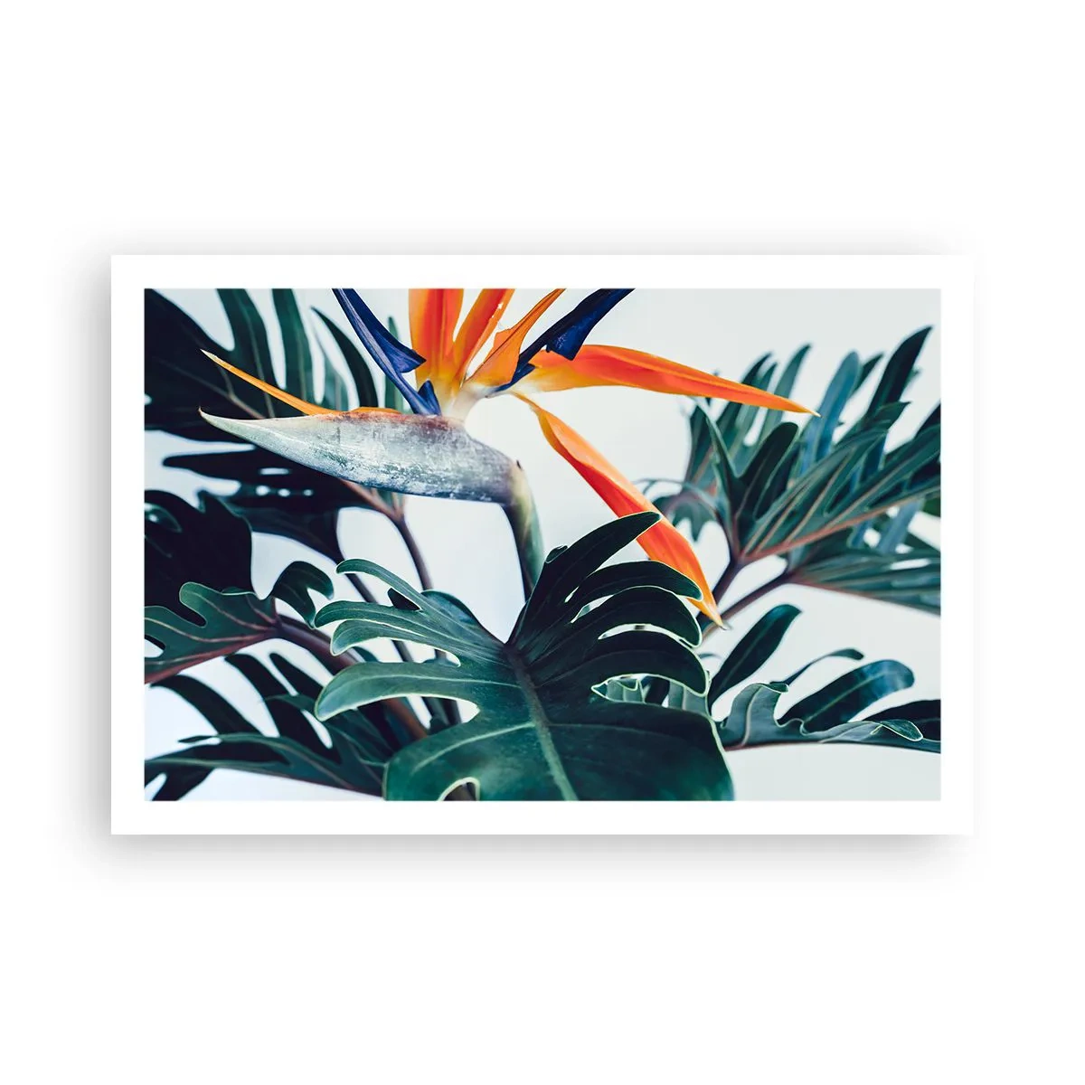Affiche - Poster - Le buisson oiseaux - 91x61 cm