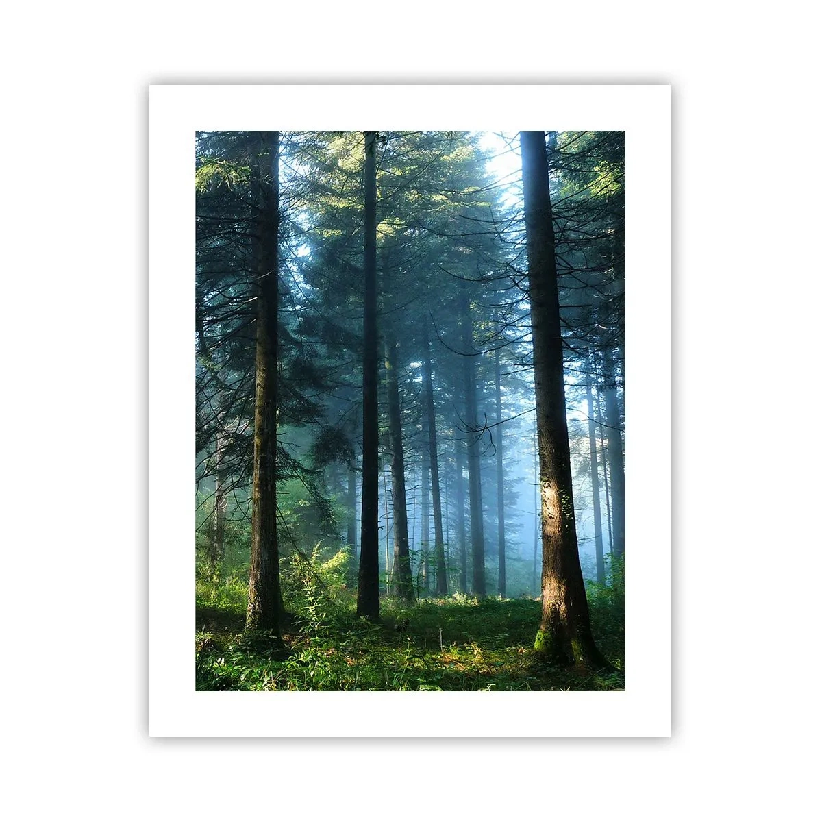 Affiche - Poster - Rayonnant le matin - 40x50 cm