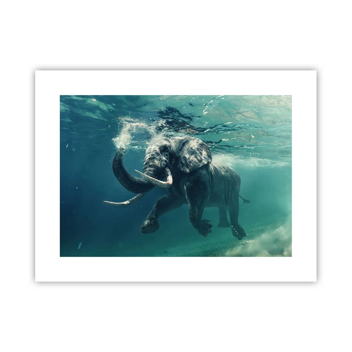 Affiche - Poster - Tout le monde aime nager - 40x30 cm