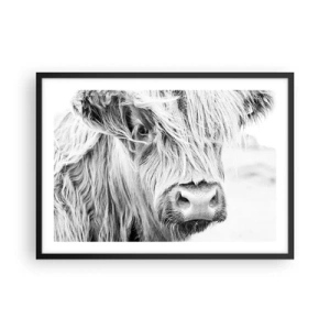 Affiche dans un cadre noir - Poster - Portrait d'une vache écossaise en noir et blanc - 70x50cm - Sauvagerie écossaise - Décoration murale moderne pour le salon et la chambre ARTTOR