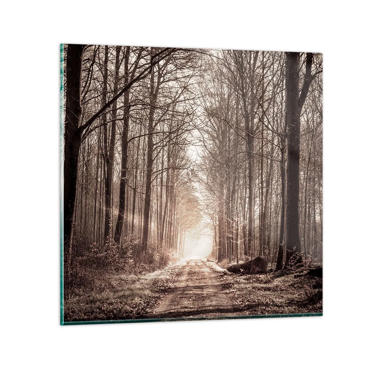 Impression sur verre - Image sur verre - Cathédrale de la forêt - 40x40 cm