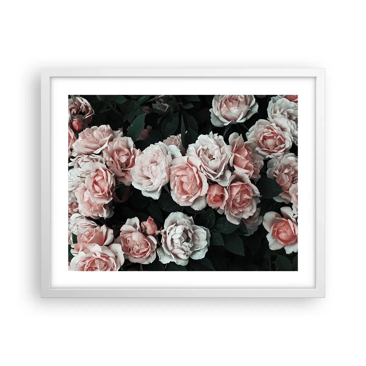 Affiche dans un cadre blanc - Poster - Ensemble de rose - 50x40 cm