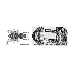 Échantillon de Papier Peint Premium Canvas - D'une planète d'insectes - Guêpe, Insecte, Minimaliste - 100x30 cm