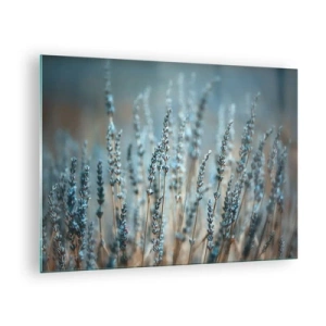 Impression sur verre - Image sur verre - Un champ de lavande dans une lumière douce et fraîche - 70x50cm - Tige odorante - Décoration murale moderne pour le salon et la chambre ARTTOR