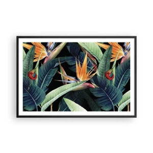 Affiche dans un cadre noir - Poster - Fleurs flamboyantes des tropiques - 91x61 cm