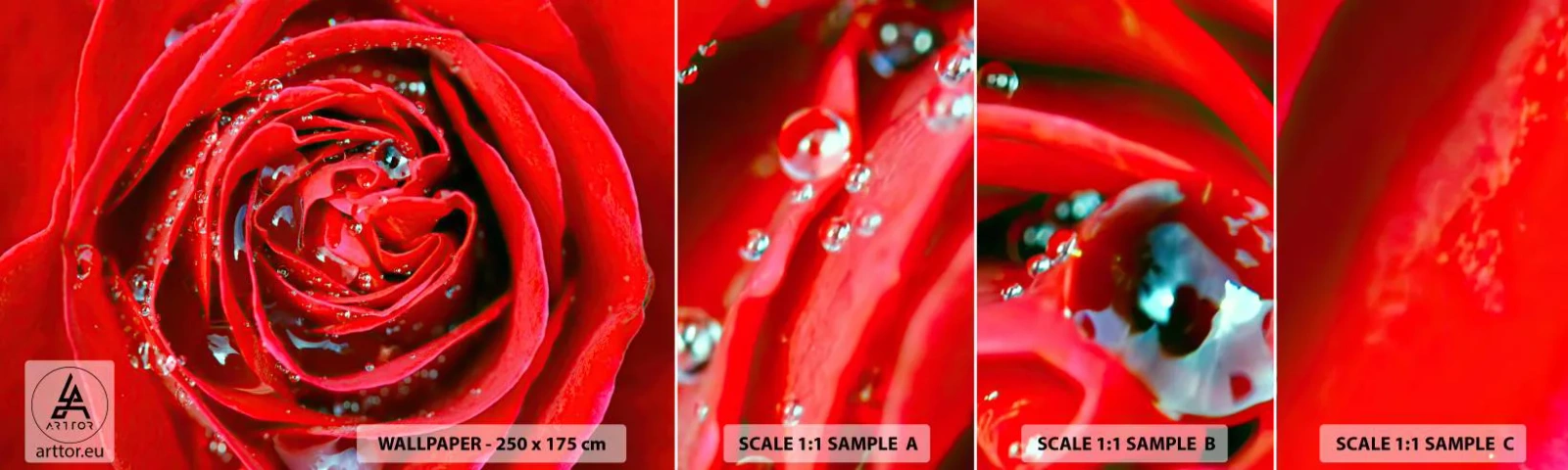 Échantillon De Papier Peint Standard Eco - Dans les gouttes de rosée - Fleurs, Rose rouge, Amour - 100x30 cm