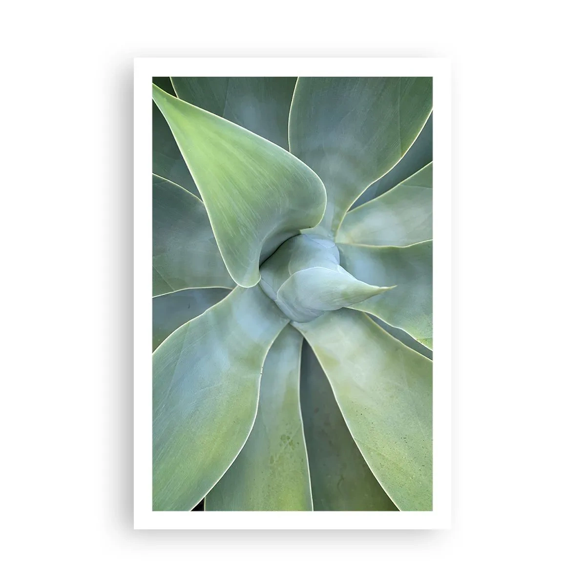 Affiche - Poster - La naissance de la verdure - 61x91 cm