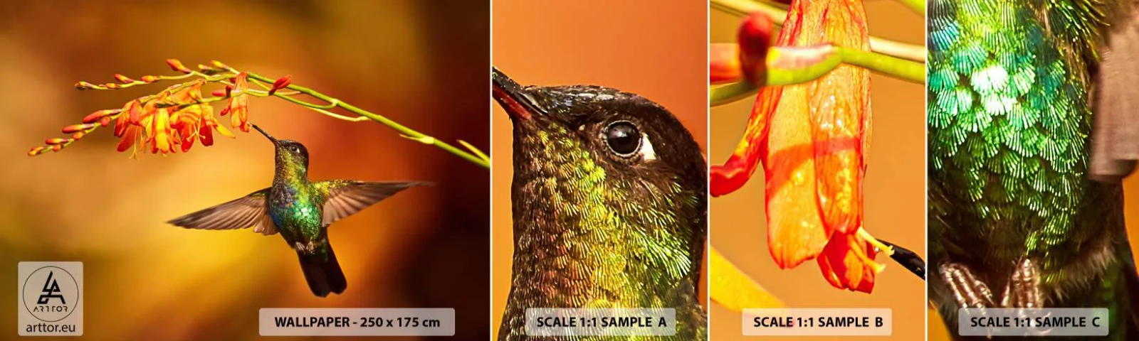 Échantillon De Papier Peint Standard Eco - Un messager de lumière selon les Mayas - Colibri, Oiseau, Nature - 100x30 cm