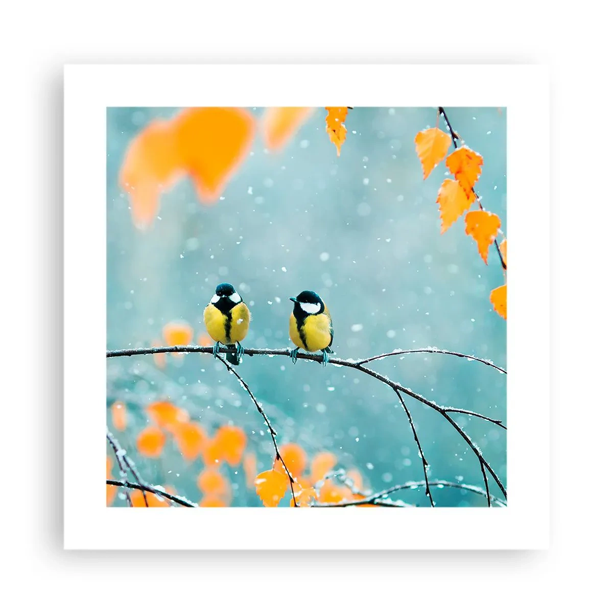 Affiche - Poster - Potins d'oiseaux - 40x40 cm
