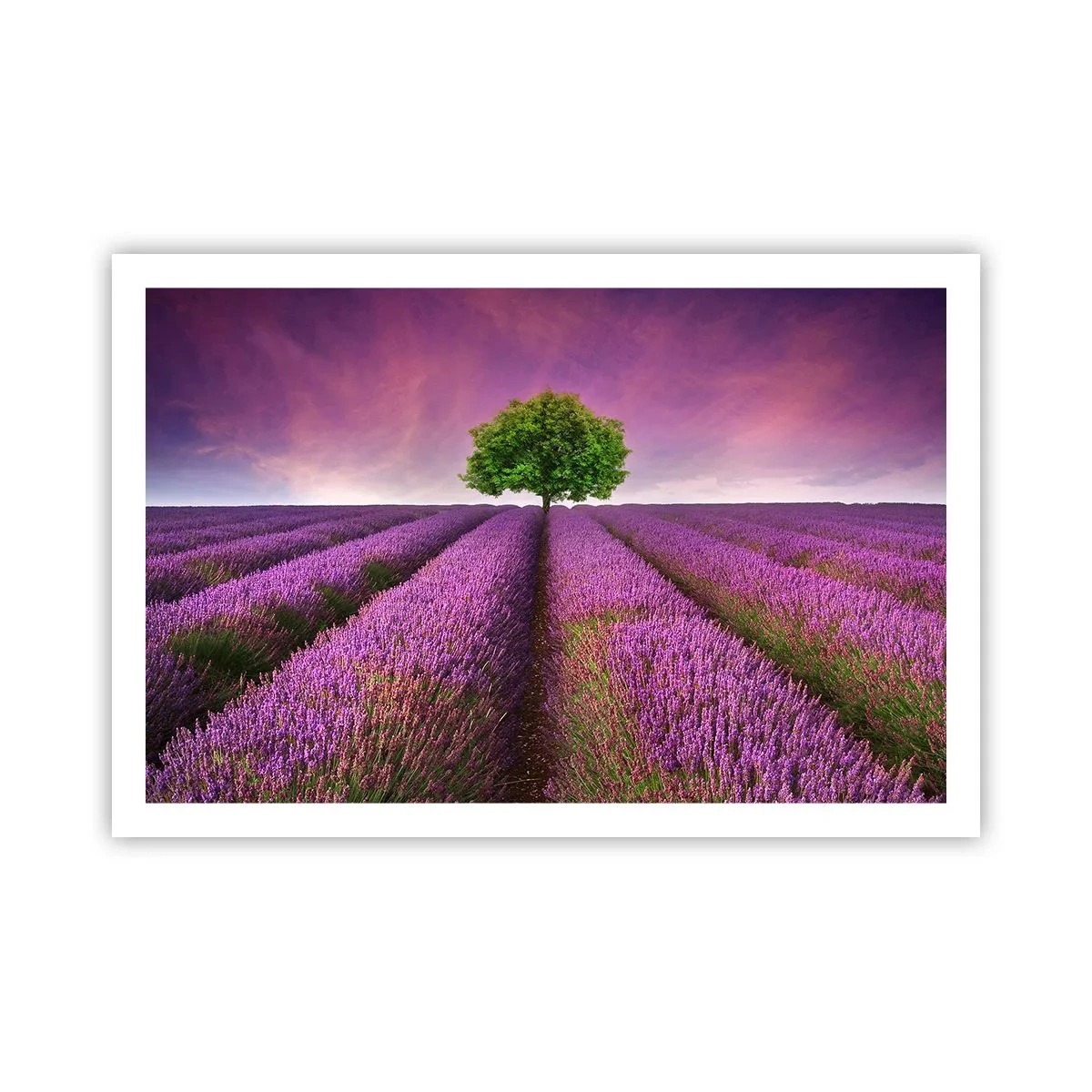 Affiche - Poster - Dans un champs de lavande - 91x61 cm