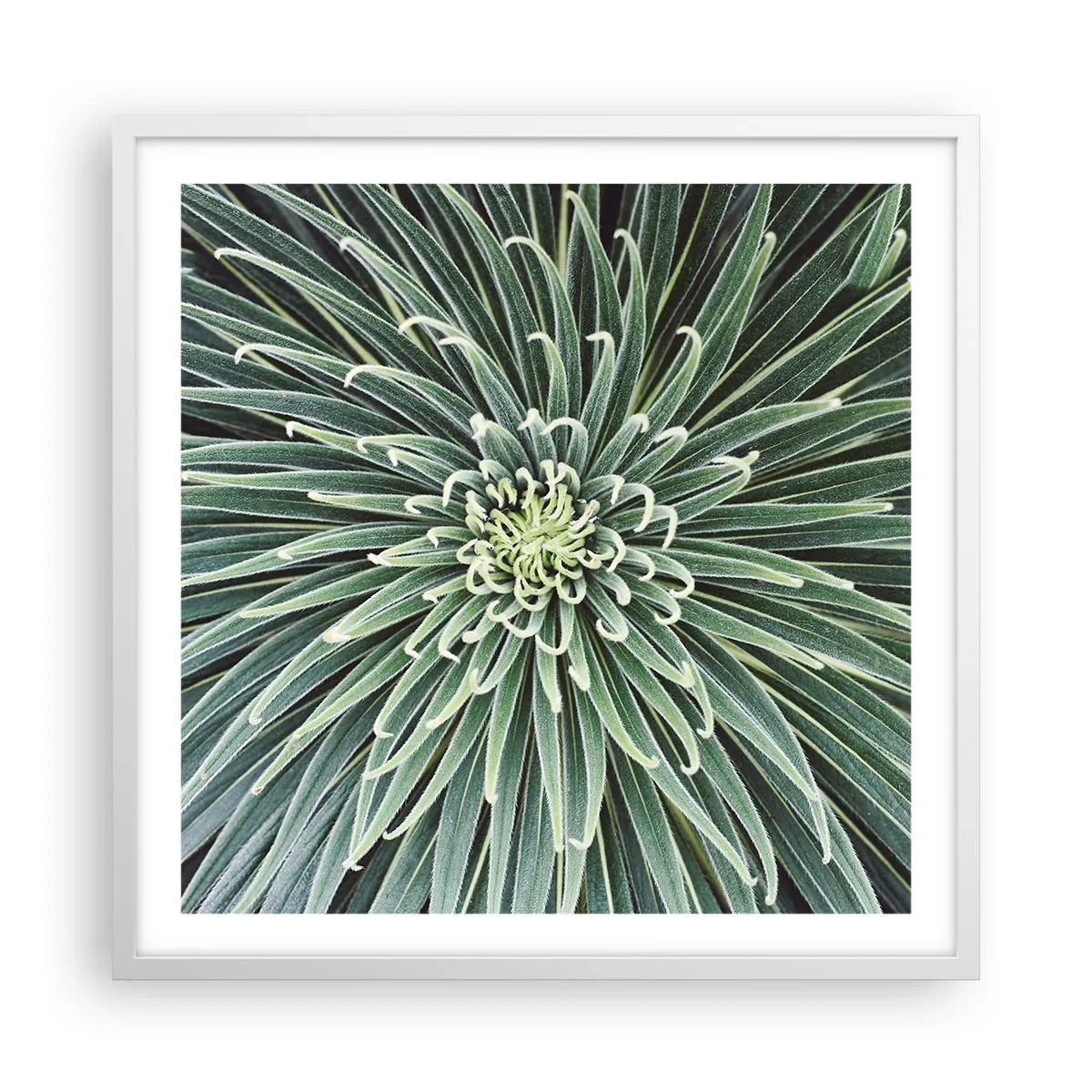 Affiche dans un cadre blanc - Poster - Naissance d'une étoile - 60x60 cm