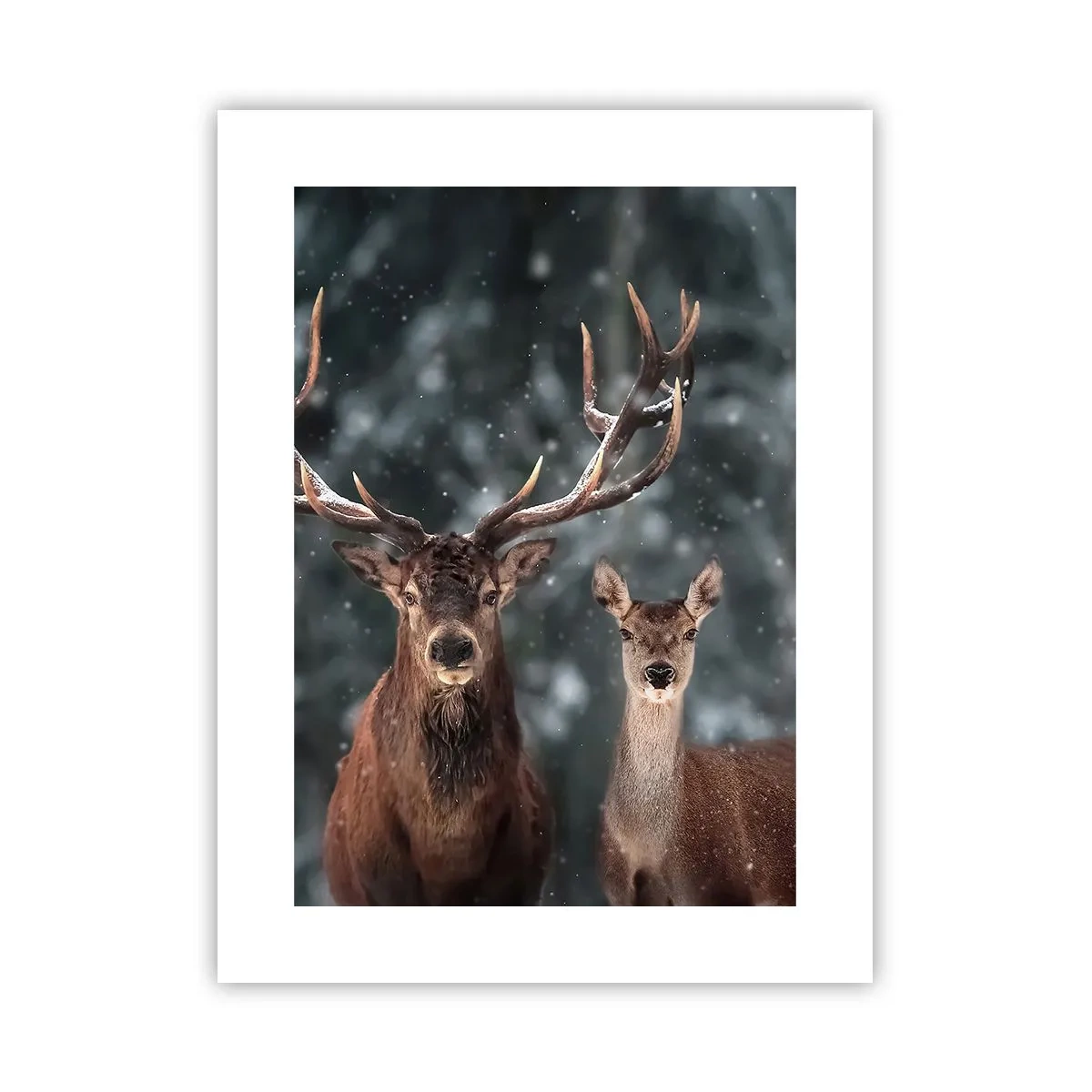 Affiche - Poster - Le roi de la forêt avec sa femme - 30x40 cm