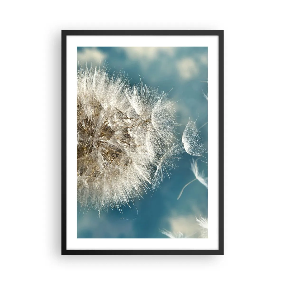 Affiche dans un cadre noir - Poster - Délicates graines de pissenlit sur fond bleu - 50x70cm - souffle d'ange - Décoration murale moderne pour le salon et la chambre ARTTOR