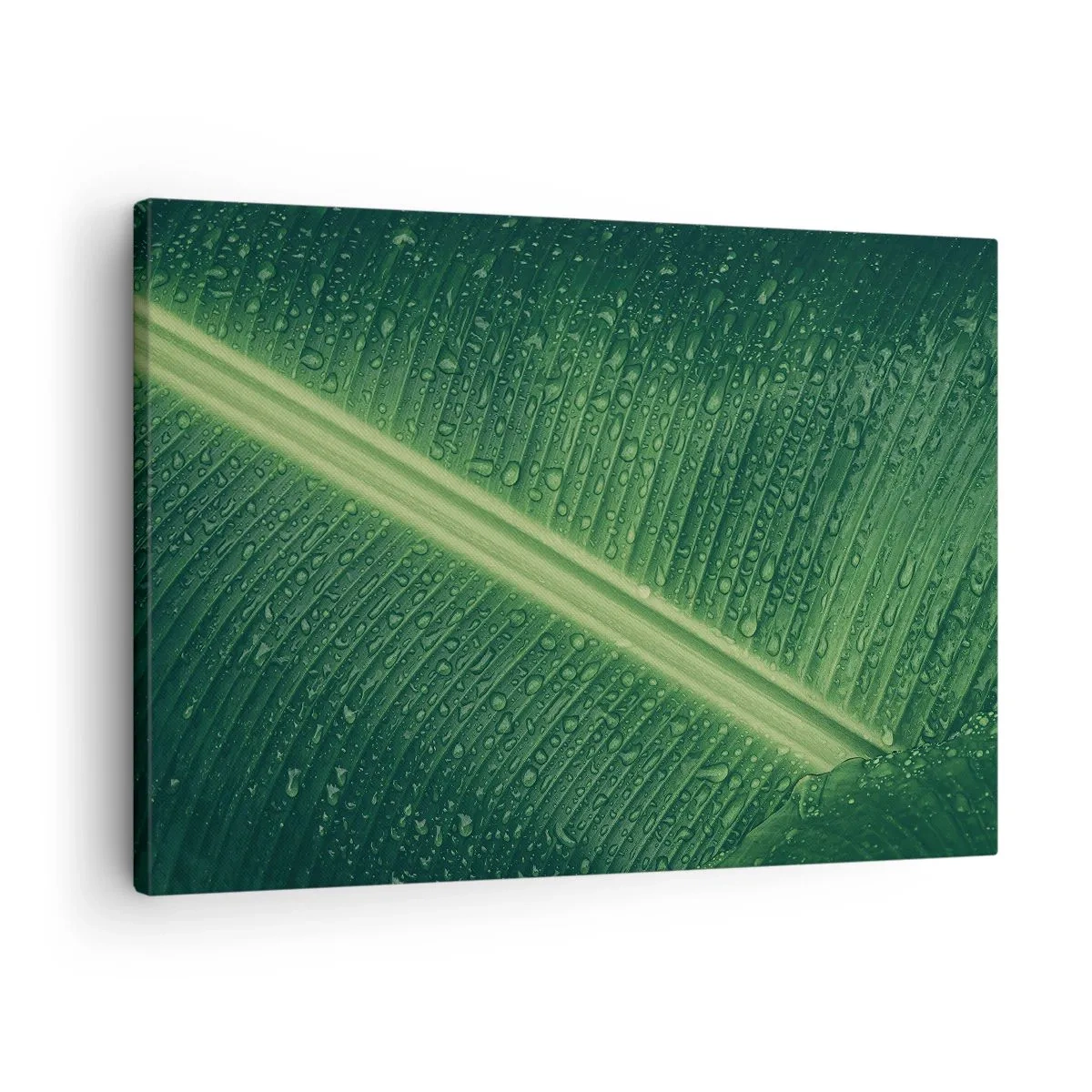 Impression sur toile - Image sur toile - Une feuille verte avec des gouttes d'eau à sa surface - 70x50cm - Structure de vert - Décoration murale moderne pour le salon et la chambre ARTTOR