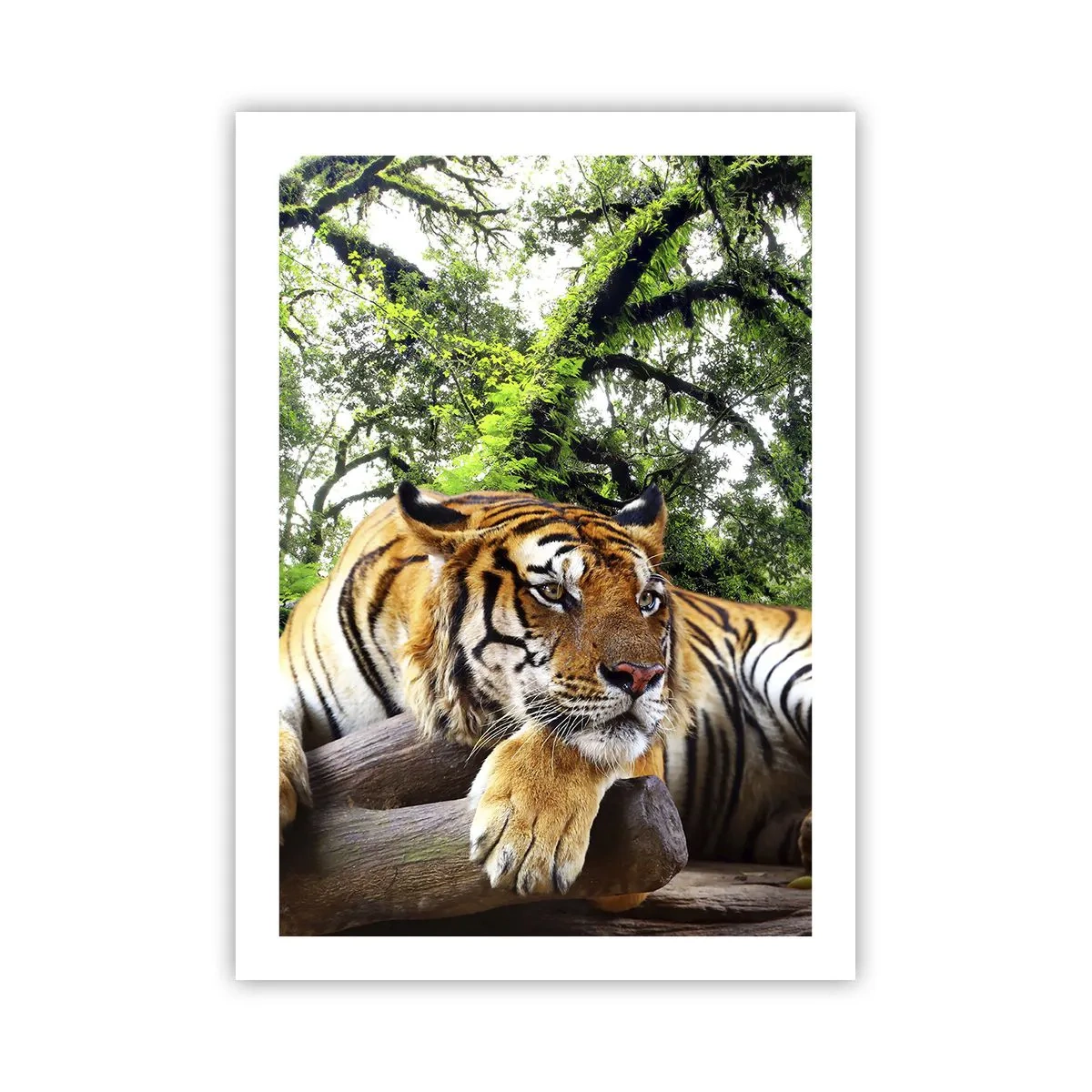 Affiche - Poster - Un tigre se reposant parmi les arbres verts - 50x70cm - Cordialement - Décoration murale moderne pour le salon et la chambre ARTTOR