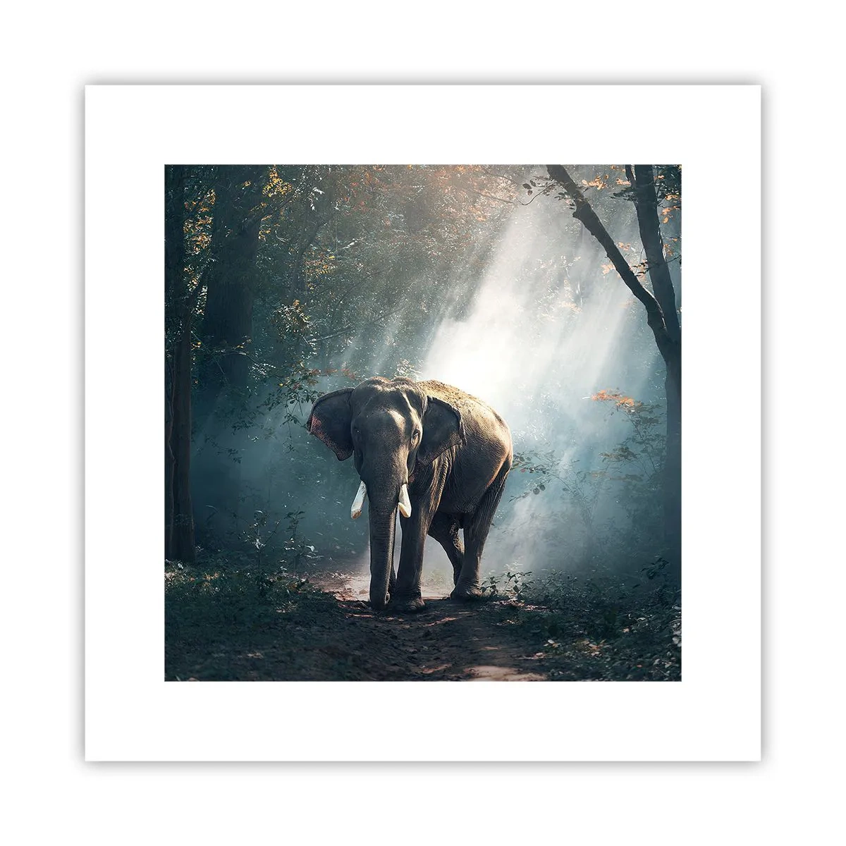 Affiche - Poster - Une balade tranquille - 30x30 cm