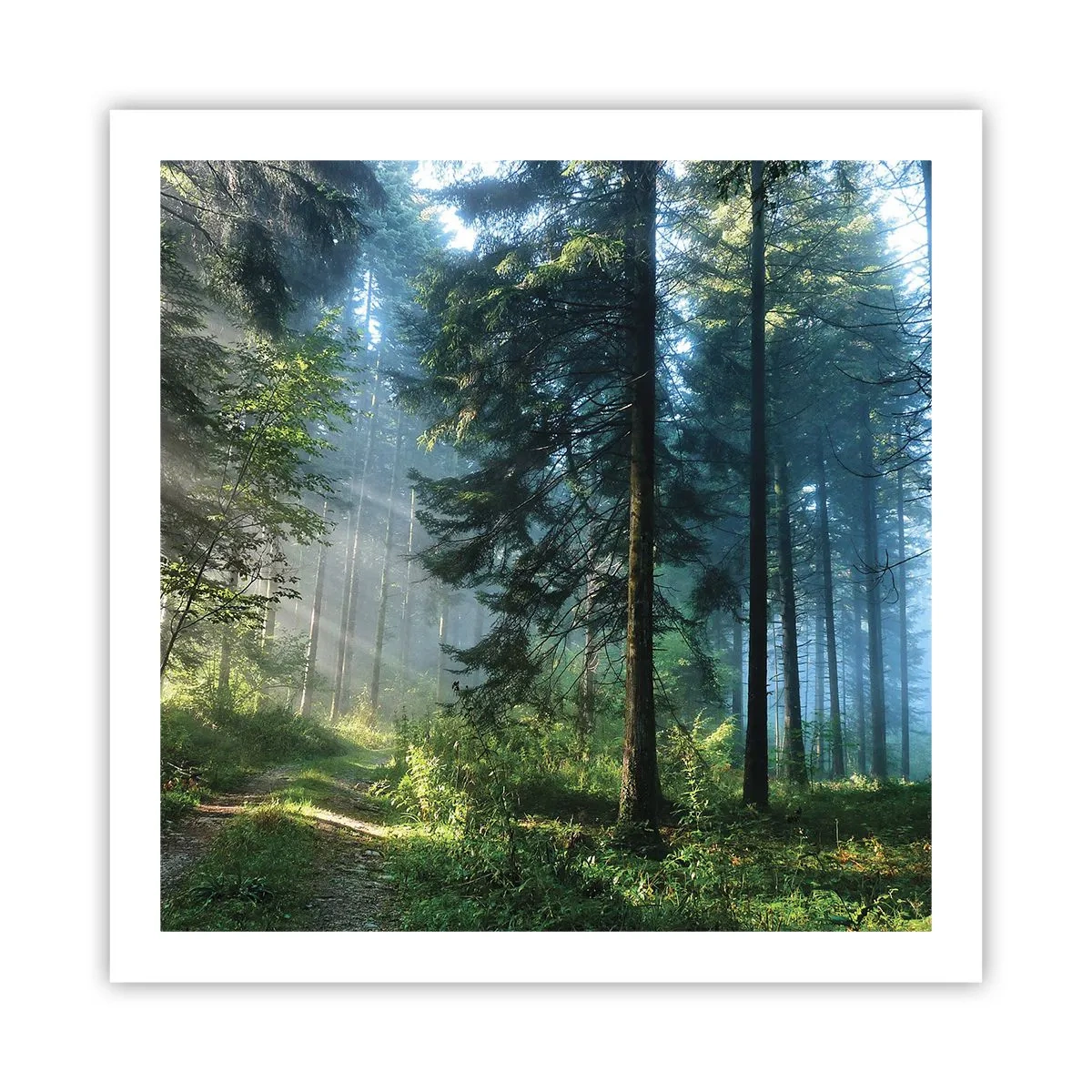 Affiche - Poster - Rayonnant le matin - 60x60 cm