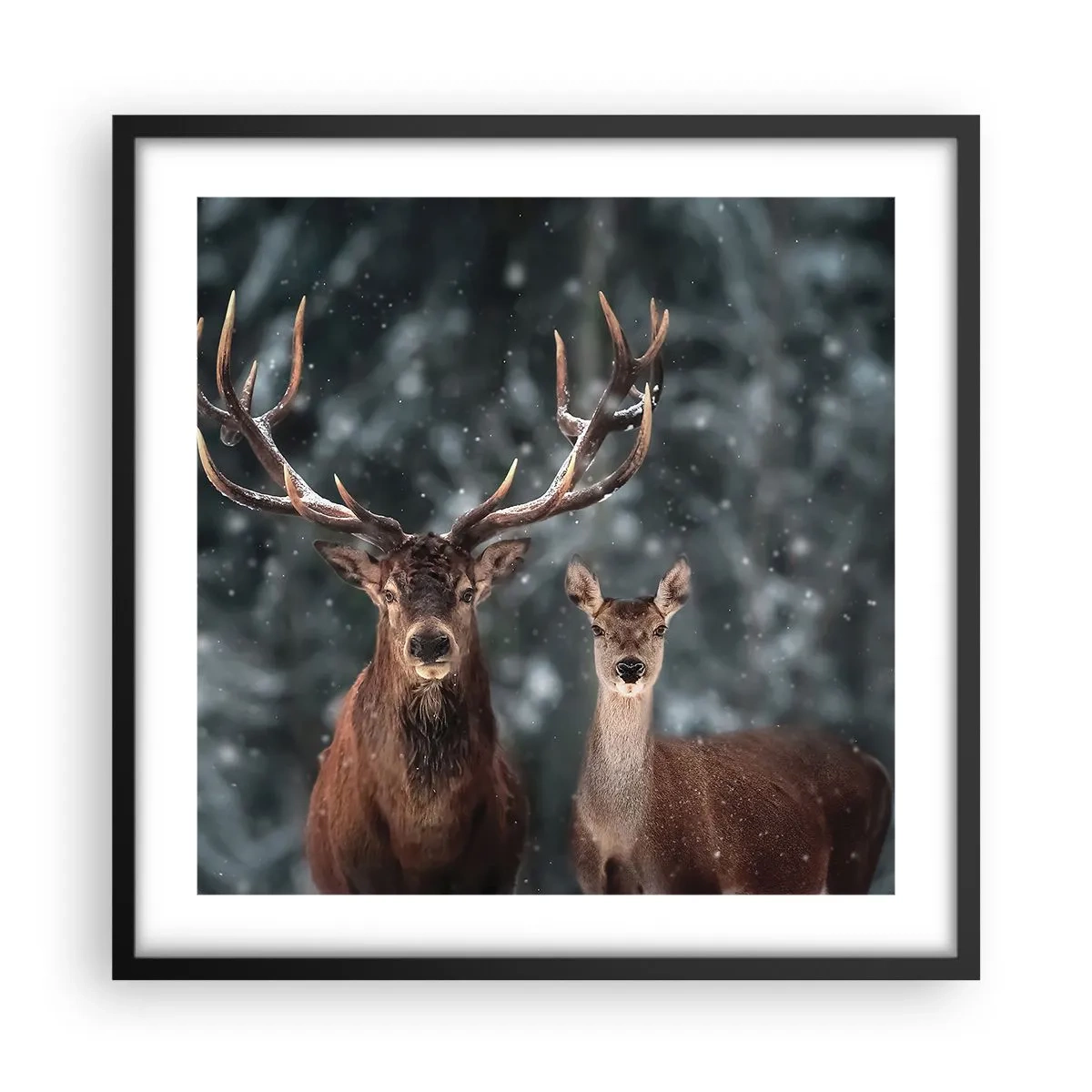 Affiche dans un cadre noir - Poster - Le roi de la forêt avec sa femme - 50x50 cm