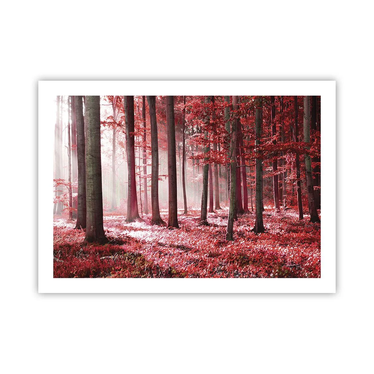 Affiche - Poster - Le rouge est tout aussi beau - 70x50 cm