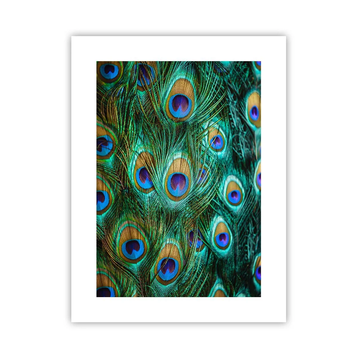Affiche - Poster - Un regard de paon - 30x40 cm