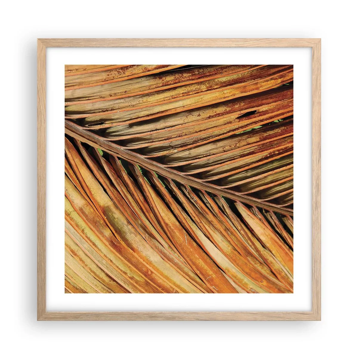 Affiche dans un chêne clair - Poster - Or de noix de coco - 50x50 cm