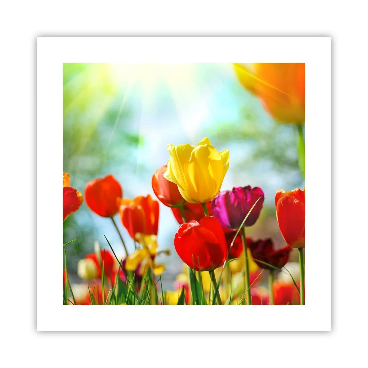 Affiche - Poster - Toutes les couleurs du soleil - 40x40 cm