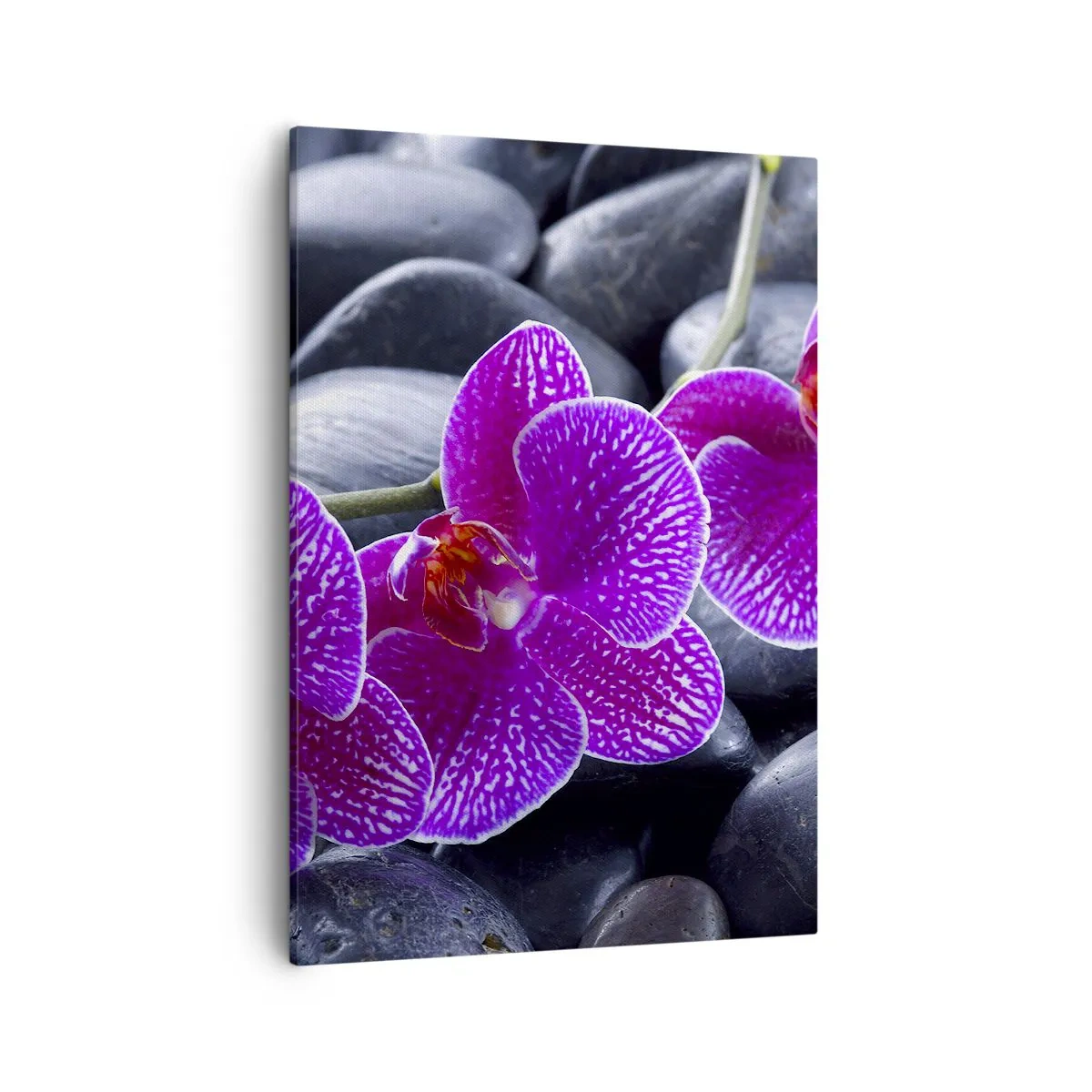 Impression sur toile - Image sur toile - Orchidées violettes sur fond de pierres noires - 50x70cm - Les pierres brillaient de joie - Décoration murale moderne pour le salon et la chambre ARTTOR