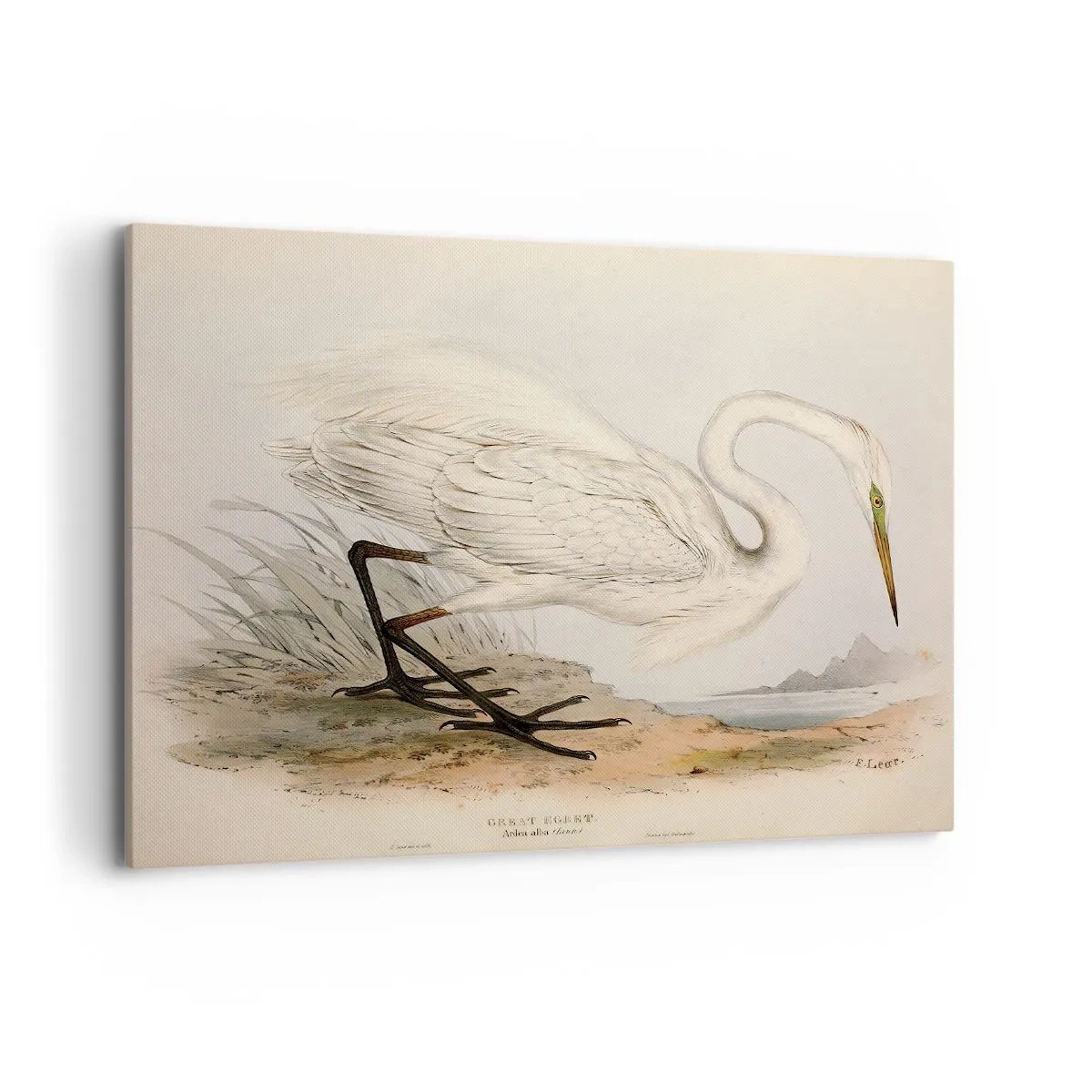 Impression sur toile - Image sur toile - Dessin d'un héron blanc sur fond de paysage naturel - 100x70cm - Dame sur les joncs - Décoration murale moderne pour le salon et la chambre ARTTOR