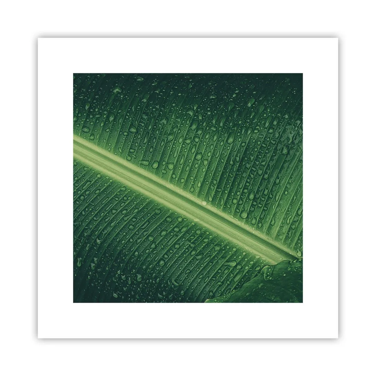 Affiche - Poster - Structure de vert - 30x30 cm