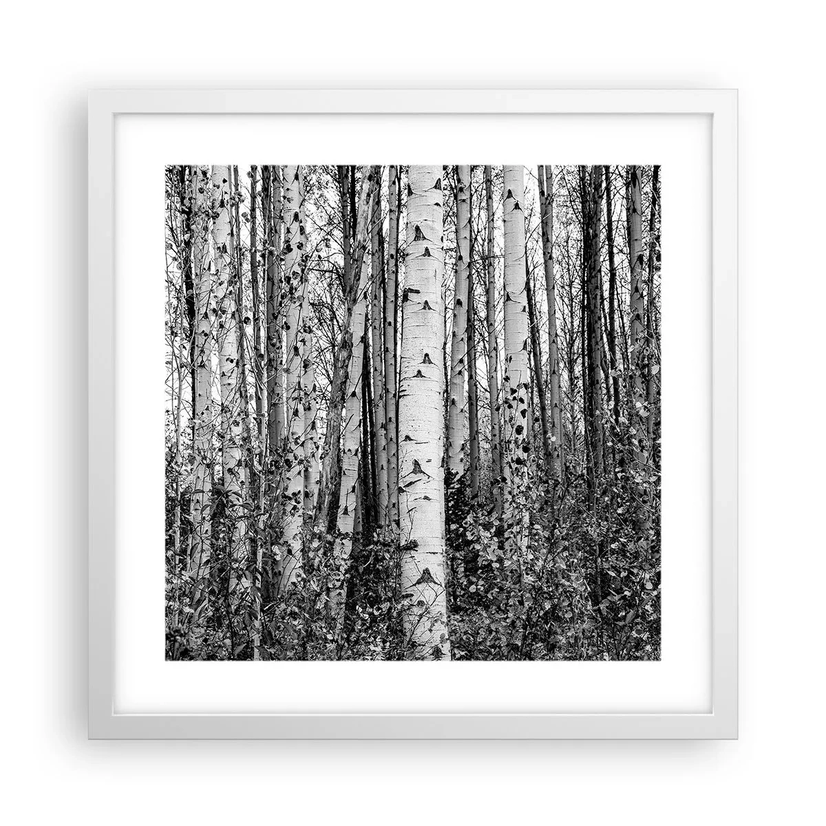 Affiche dans un cadre blanc - Poster - Enchevêtrement de bouleau - 40x40 cm
