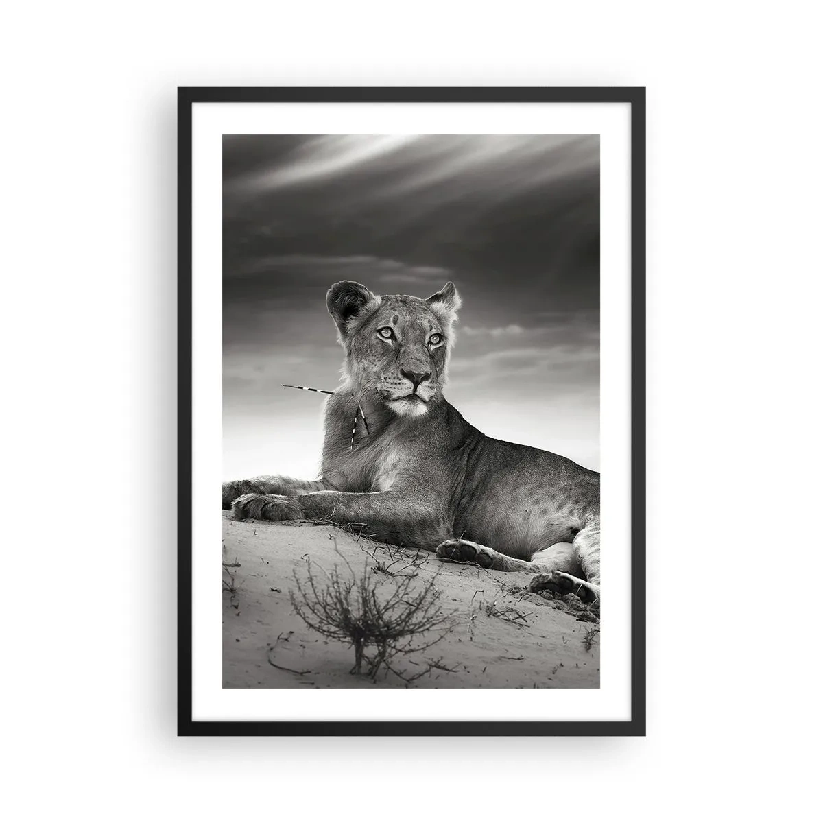 Affiche dans un cadre noir - Poster - Portrait noir et blanc d'un lion se reposant dans le désert - 50x70cm - La reine du désert reste - Décoration murale moderne pour le salon et la chambre ARTTOR