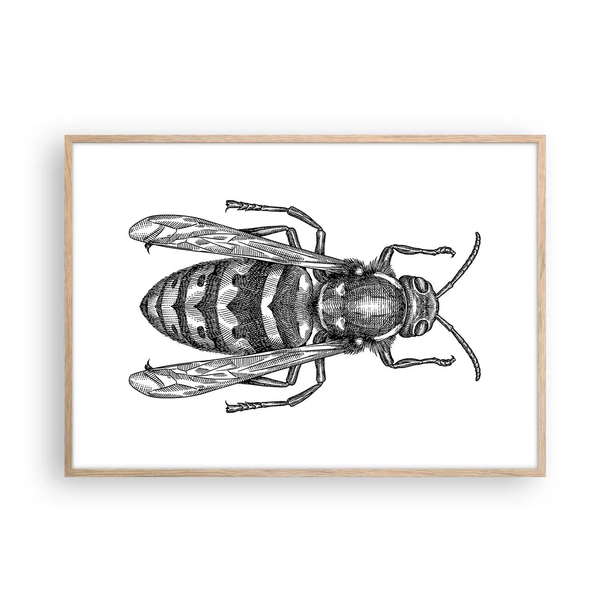 Affiche dans un chêne clair - Poster - D'une planète d'insectes - 100x70 cm