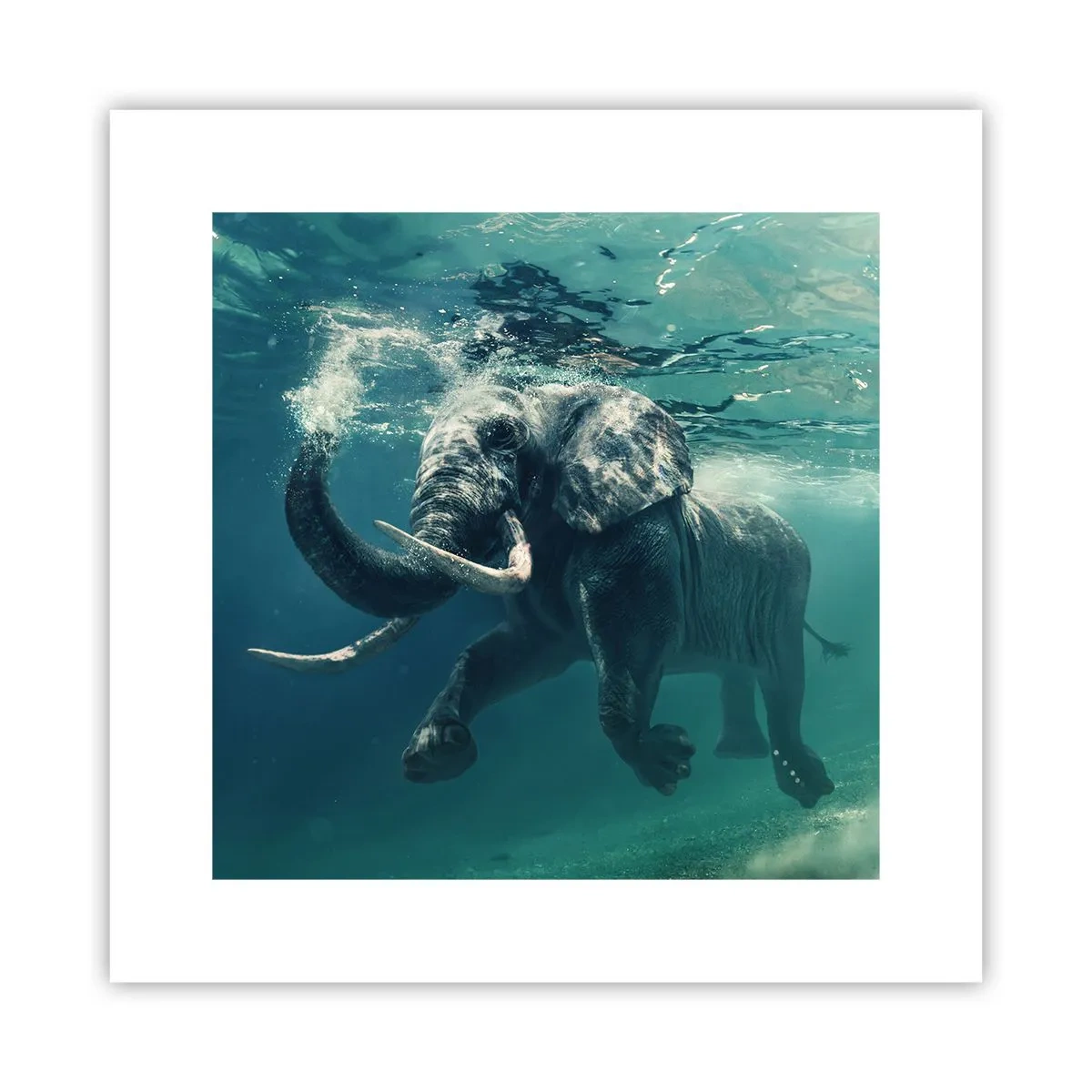 Affiche - Poster - Tout le monde aime nager - 30x30 cm
