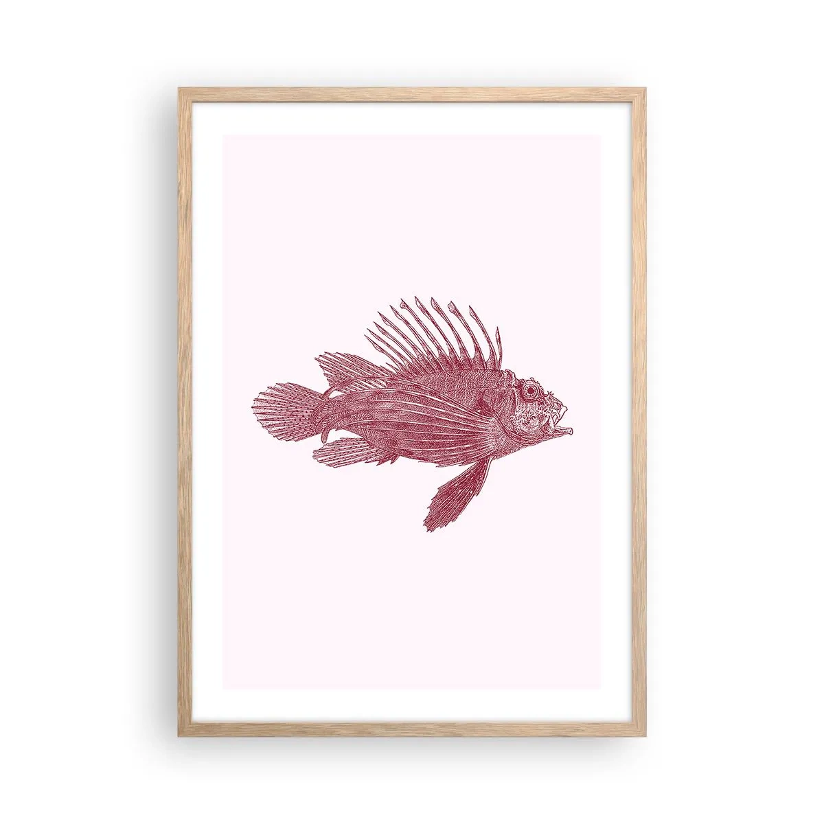 Affiche dans un chêne clair - Poster - Un habitant des eaux exotiques - 50x70 cm