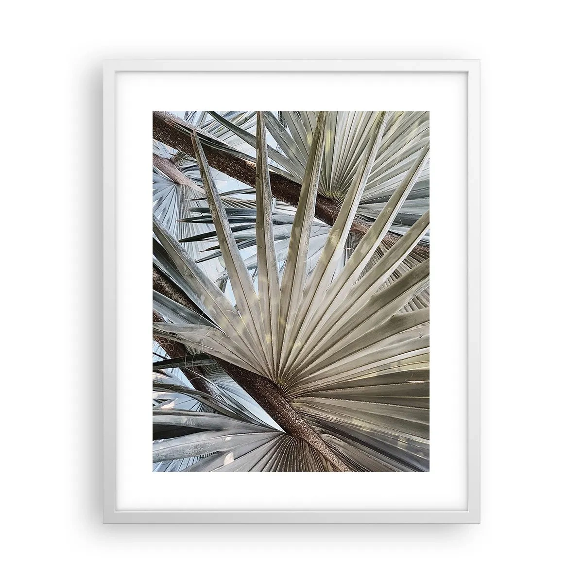 Affiche dans un cadre blanc - Poster - Evantail sous les tropiques - 40x50 cm