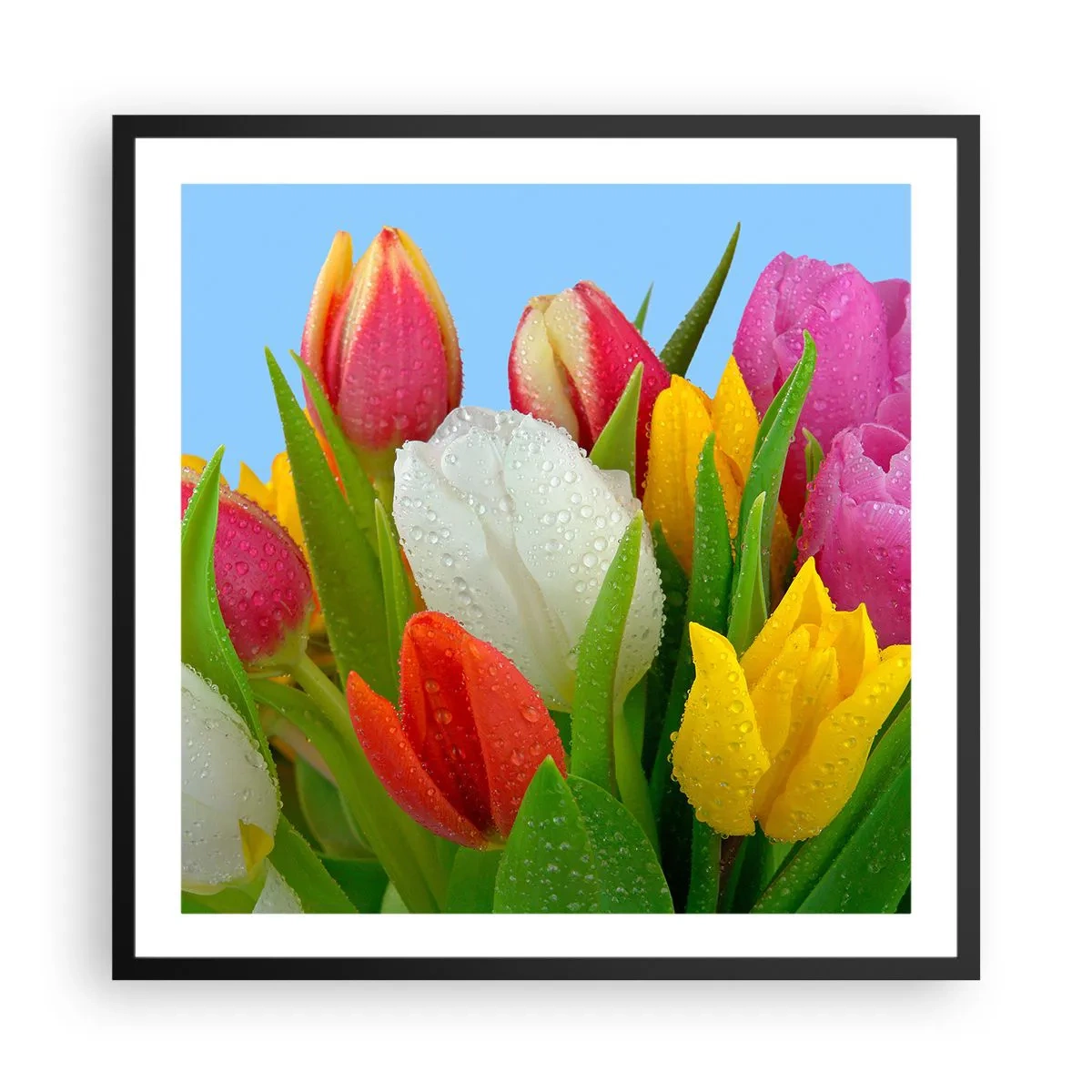 Affiche dans un cadre noir - Poster - Un arc-en-ciel fleuri en gouttes de rosée - 60x60 cm