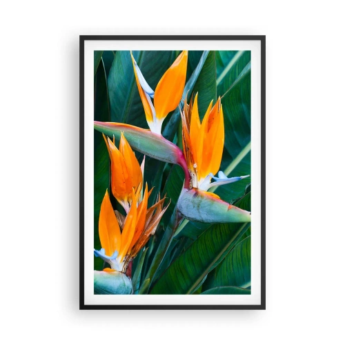Affiche dans un cadre noir - Poster - Est-ce une fleur, est-ce un oiseaux? - 61x91 cm
