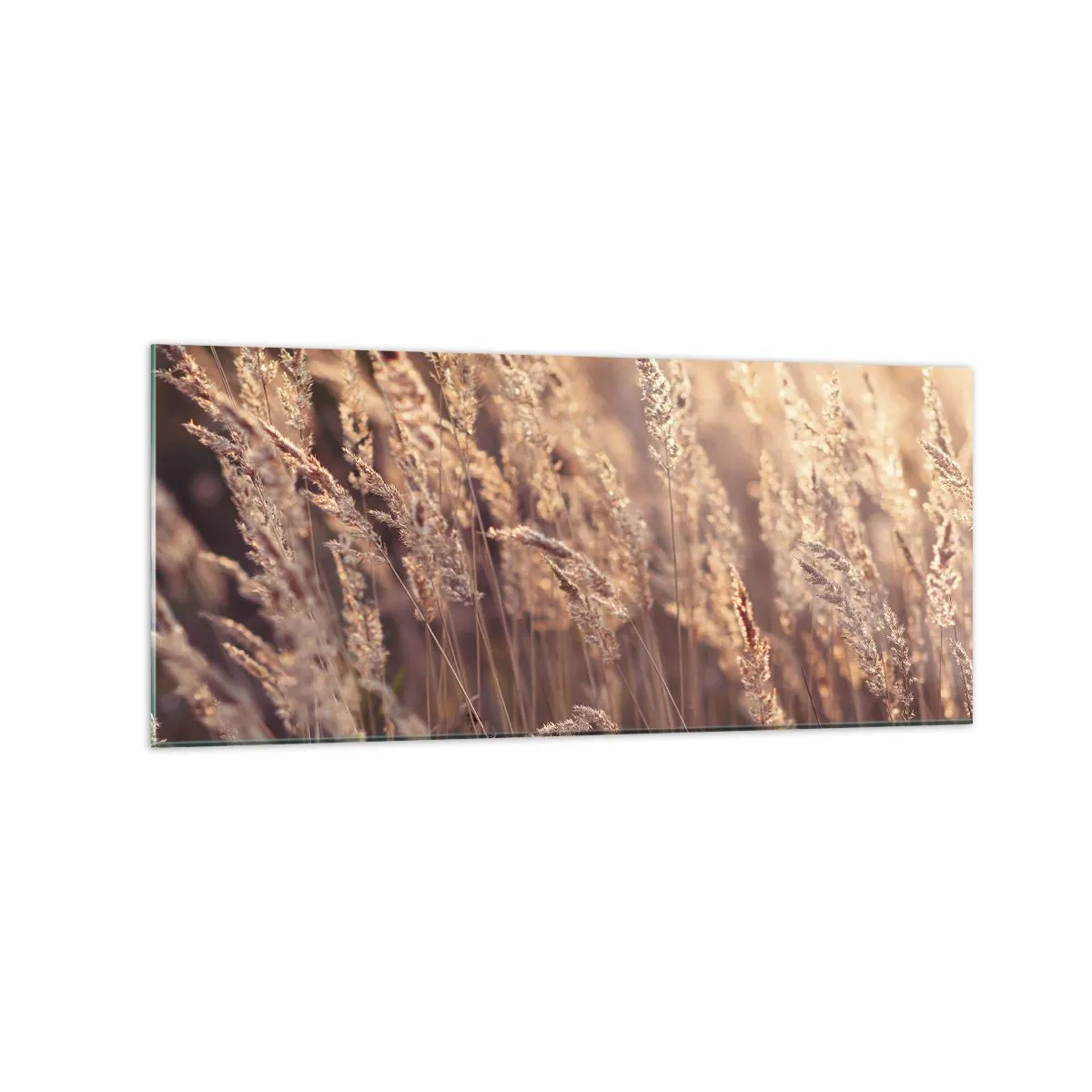 Impression sur verre - Image sur verre - Herbes dorées sur fond de soleil couchant - 120x50cm - Prêt à accueillir l'automne - Décoration murale moderne pour le salon et la chambre ARTTOR
