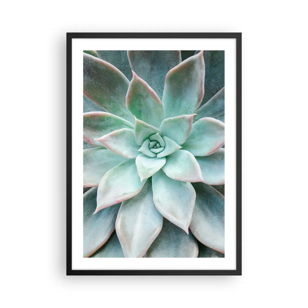 Affiche dans un cadre noir - Poster - Gros plan des feuilles symétriques d'une succulente dans des tons de vert. - 50x70cm - Le coeur du désert - Décoration murale moderne pour le salon et la chambre ARTTOR
