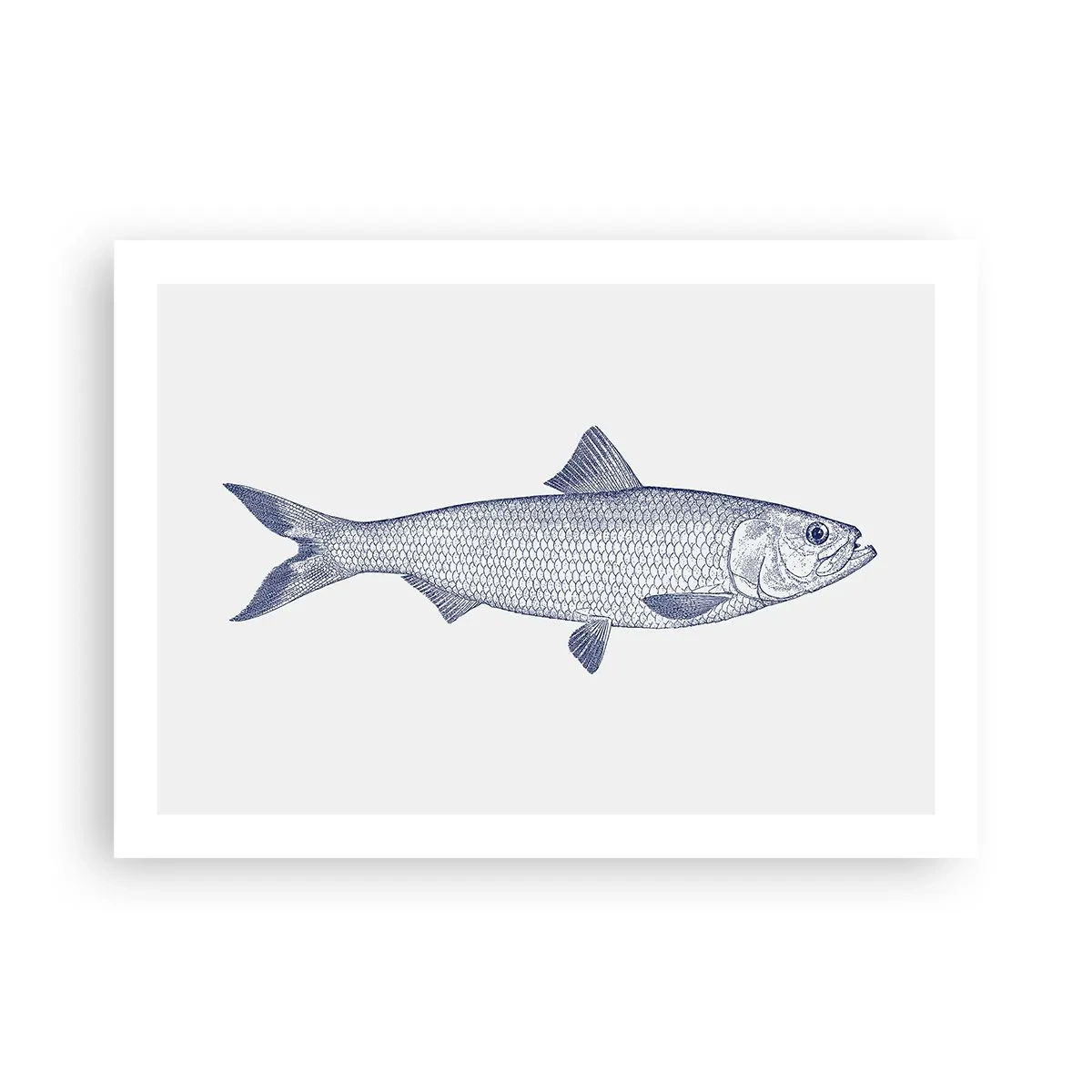 Affiche - Poster - Salutations des mers du nord - 70x50 cm