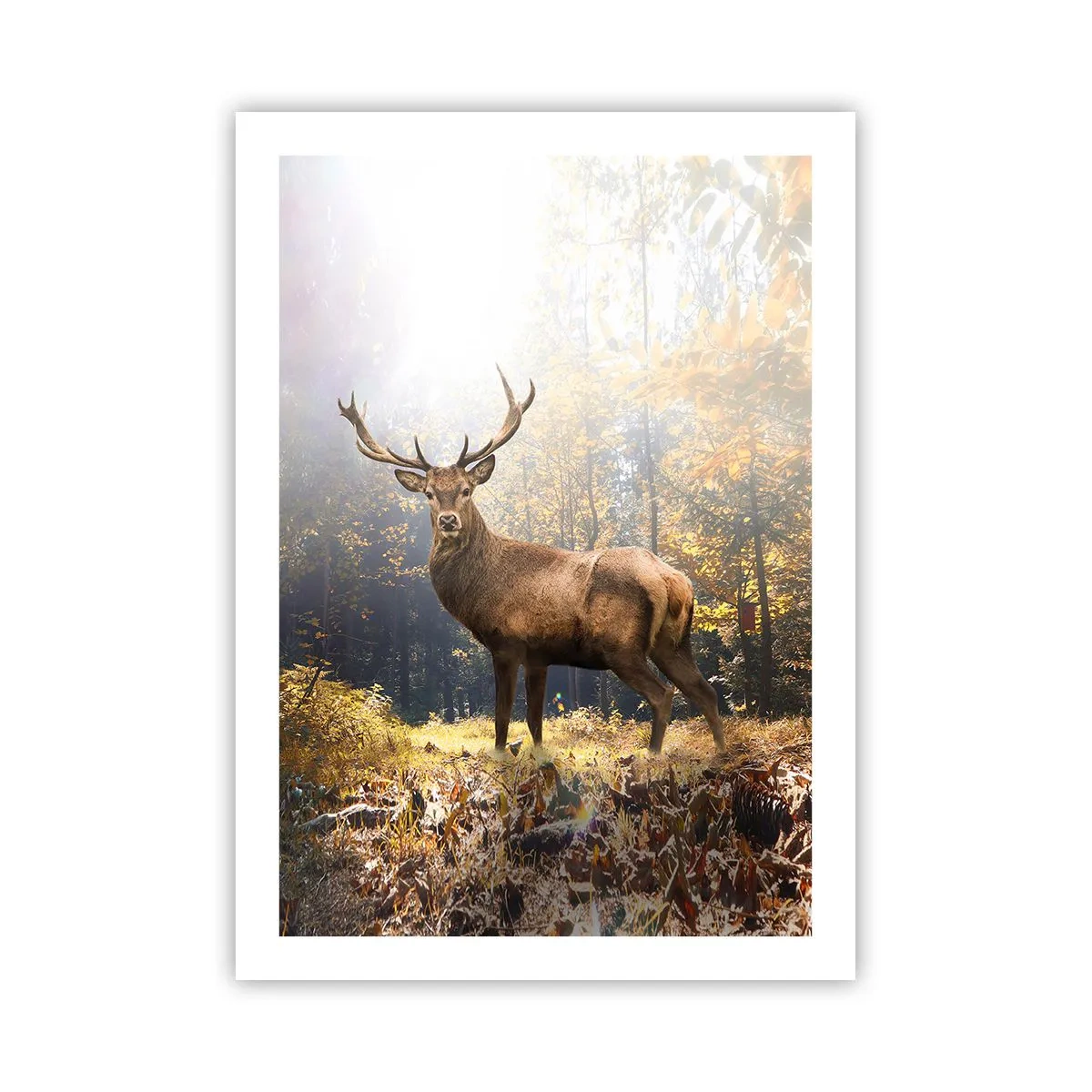 Affiche - Poster - Un cerf dans une forêt éclairée par la lumière du soleil - 50x70cm - Toute sa majesté - Décoration murale moderne pour le salon et la chambre ARTTOR