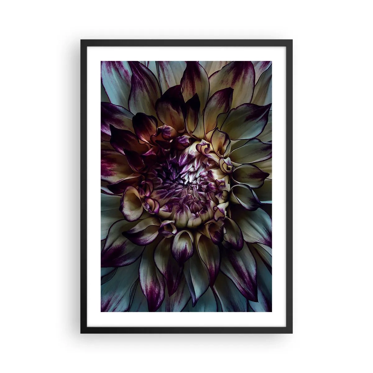 Affiche dans un cadre noir - Poster - Photographie macro de dahlias foncés dans des tons violets et dorés - 50x70cm - L'apogée de la jeunesse - Décoration murale moderne pour le salon et la chambre ARTTOR