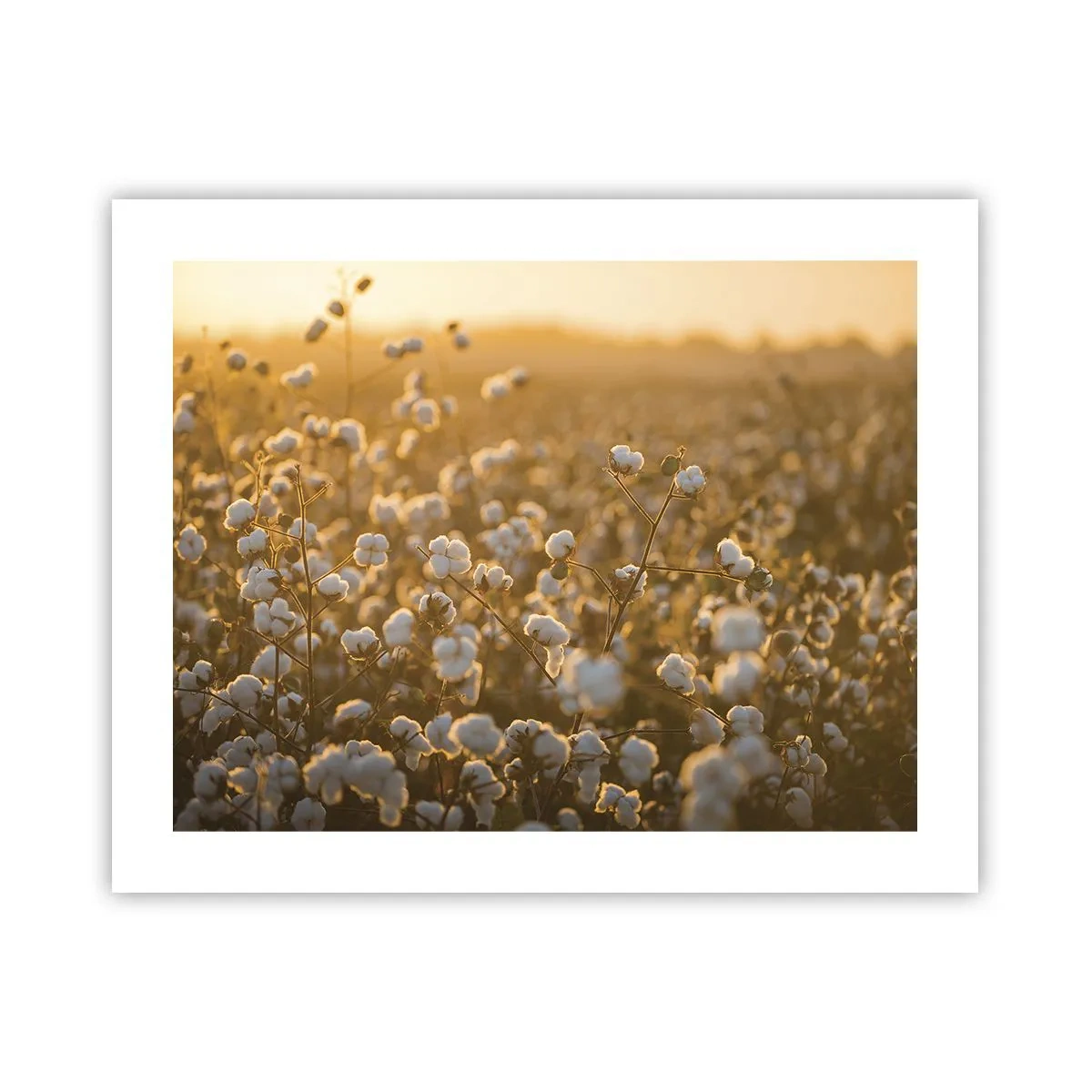 Affiche - Poster - Champ moelleux - 50x40 cm