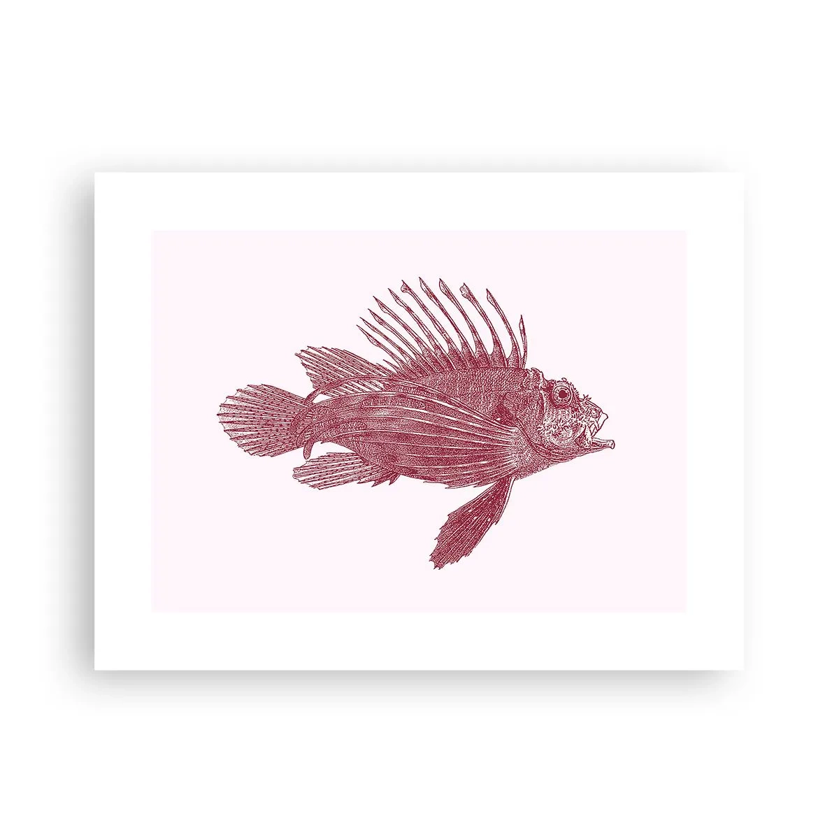 Affiche - Poster - Un habitant des eaux exotiques - 40x30 cm