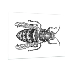 Impression sur verre - Image sur verre - Illustration rétro en noir et blanc d'une guêpe sur fond blanc - 100x70cm - D'une planète d'insectes - Décoration murale moderne pour le salon et la chambre ARTTOR